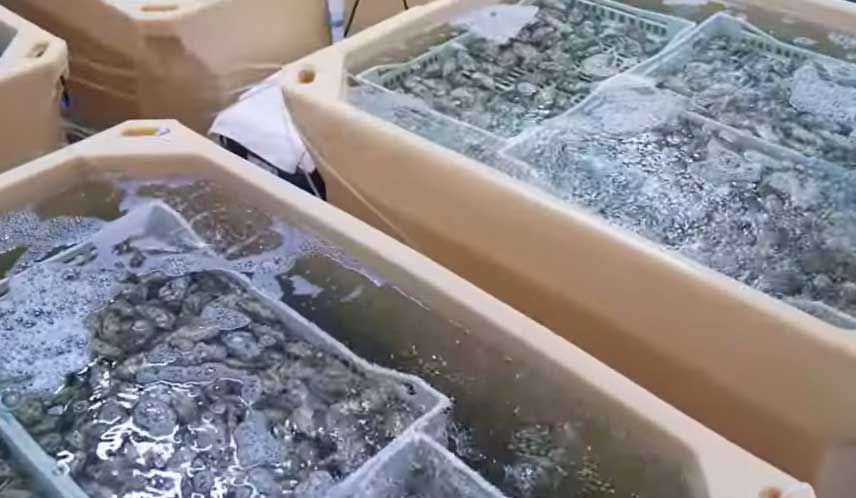 臭氧在贝类净化中的应用研究